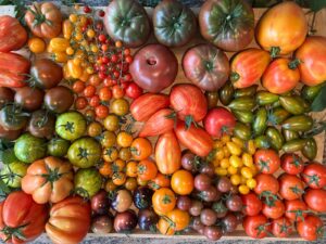 Tomaten als Krebsprävention