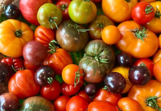 Tomatenvielfalt