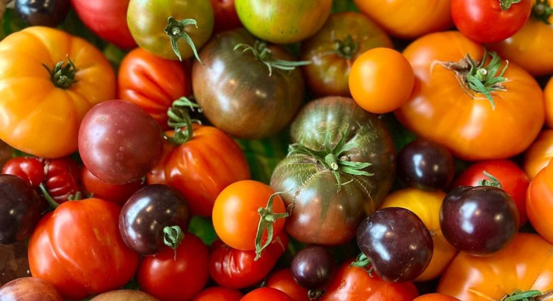 Tomatenvielfalt